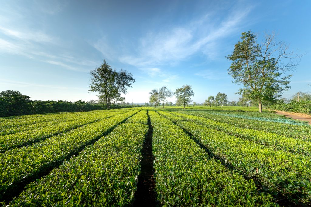 حقول الشاي