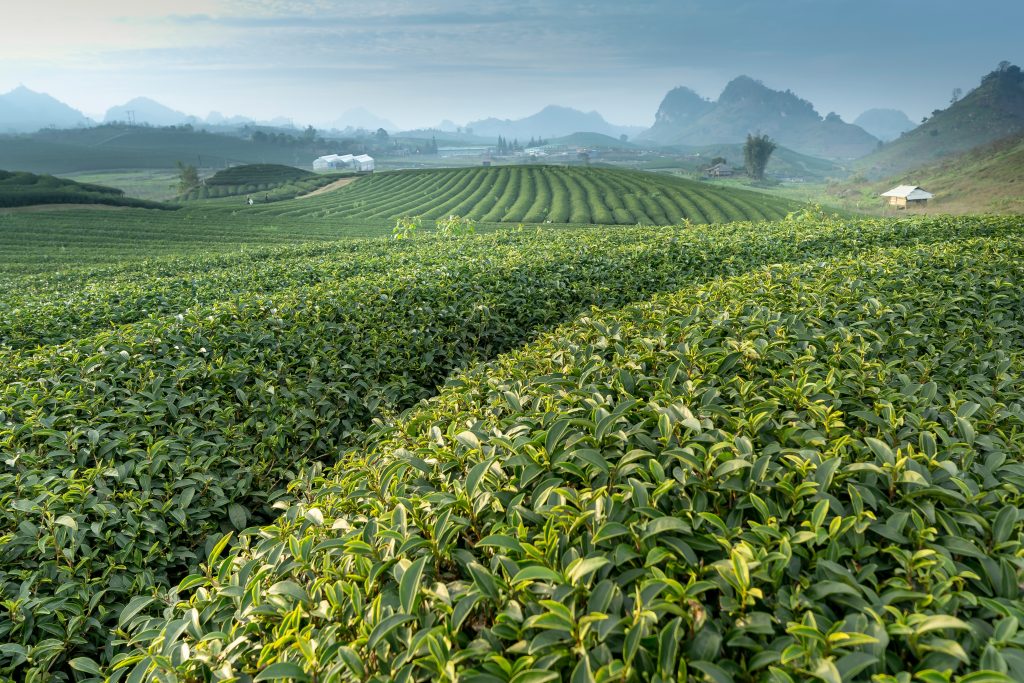 الشاي السيلاني الاصلي