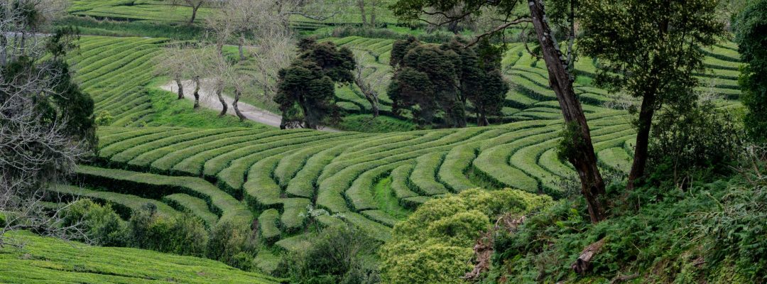 مزارع الشاي